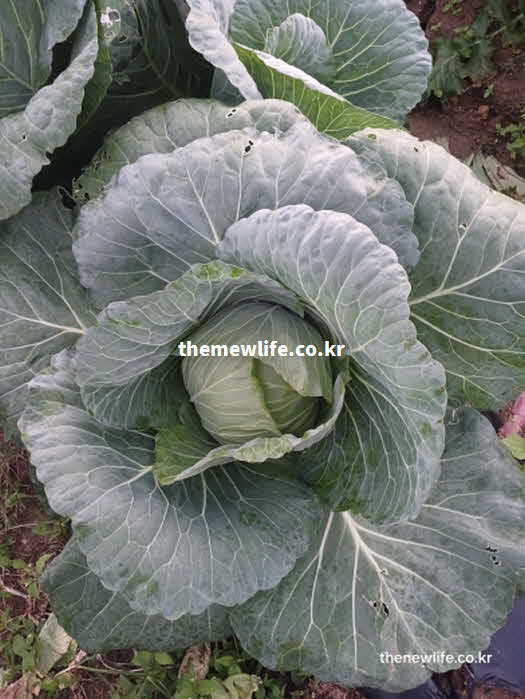 양배추 효능 독소 배출 글루코시놀레이트 설포라판