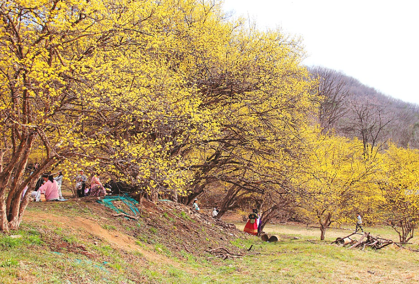 이천 백사 산수유마을