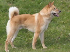 진돗개/출처:어도비스톡