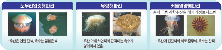 대한민국 출몰 해파리 정보