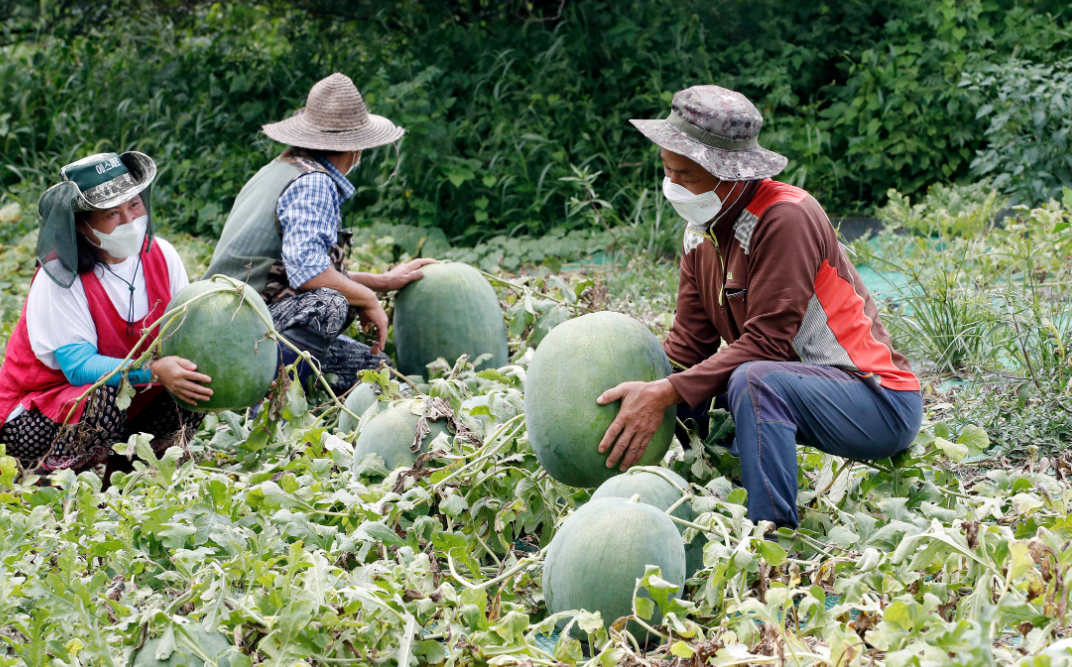 유명한 무등산 수박