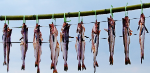 명태를 자연바람에 말리고 있다