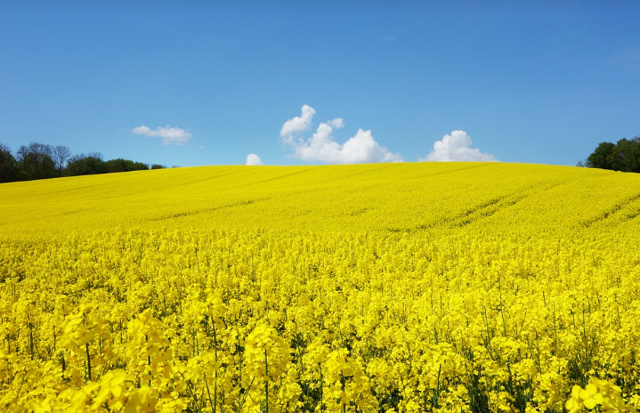 제주 유채꽃 명소