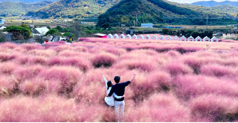 2024-핑크뮬리-축제와-개화시기-명소-추천-Best 10-고창-꽃객프로젝트