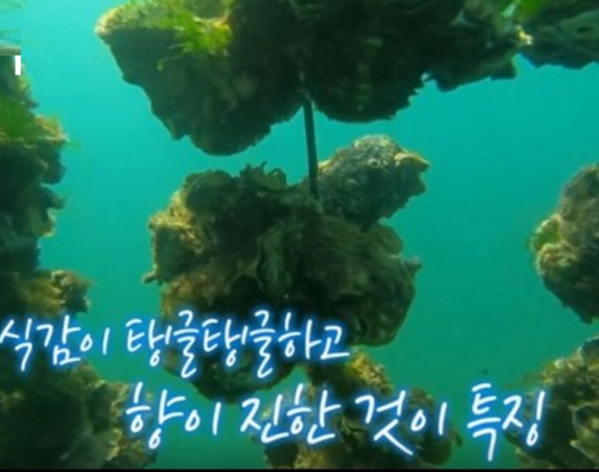 한국인의밥상-사천-전어