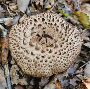 능이버섯 채취시기 총정리