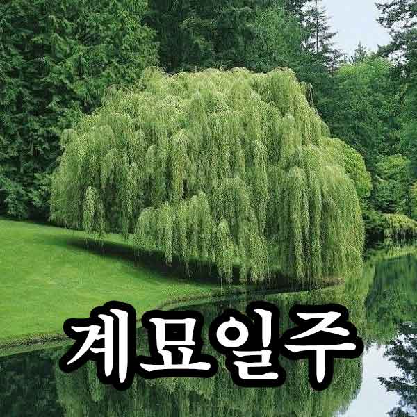 일주론 - 계묘