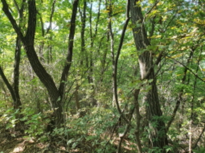 의정부지방법원2021타경9527 목록 1 내지 2. 부동산 전경(1 : 산림의 부지)