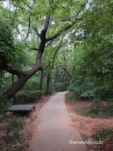 울창한 숲속의 조용한 공원 산책길-탄수화물 중독에서 벗어나 집중력, 기분, 정신 상태 모두 좋아진다는것을 강조하는 이미지
