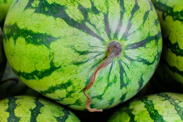 맛있는 수박 고르는법,잘익은 수박 고르는법,수박꼭지