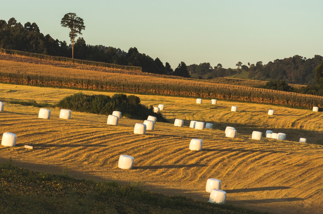 Harvest