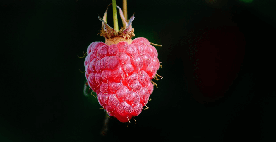 산딸기 사진 - 1