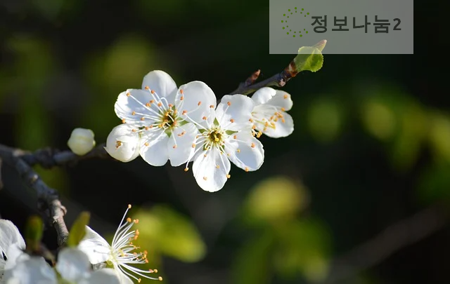 양산원동매화축제