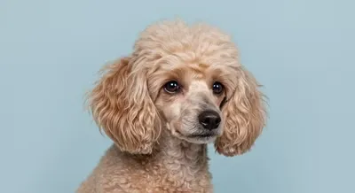 견종별 귀 관리 팁과 주의사항 정리
