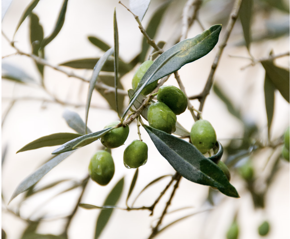 올리브나무 키우는 법 &ndash; 집에서 지중해 분위기 느끼기