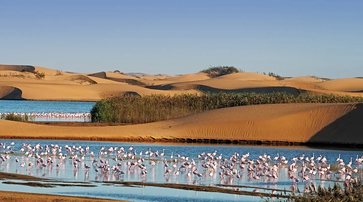 왈비스 만 홍학 군집