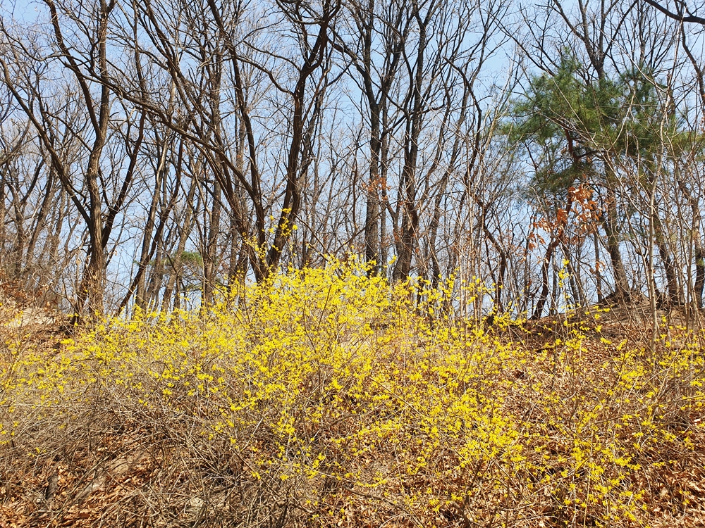개나리동산