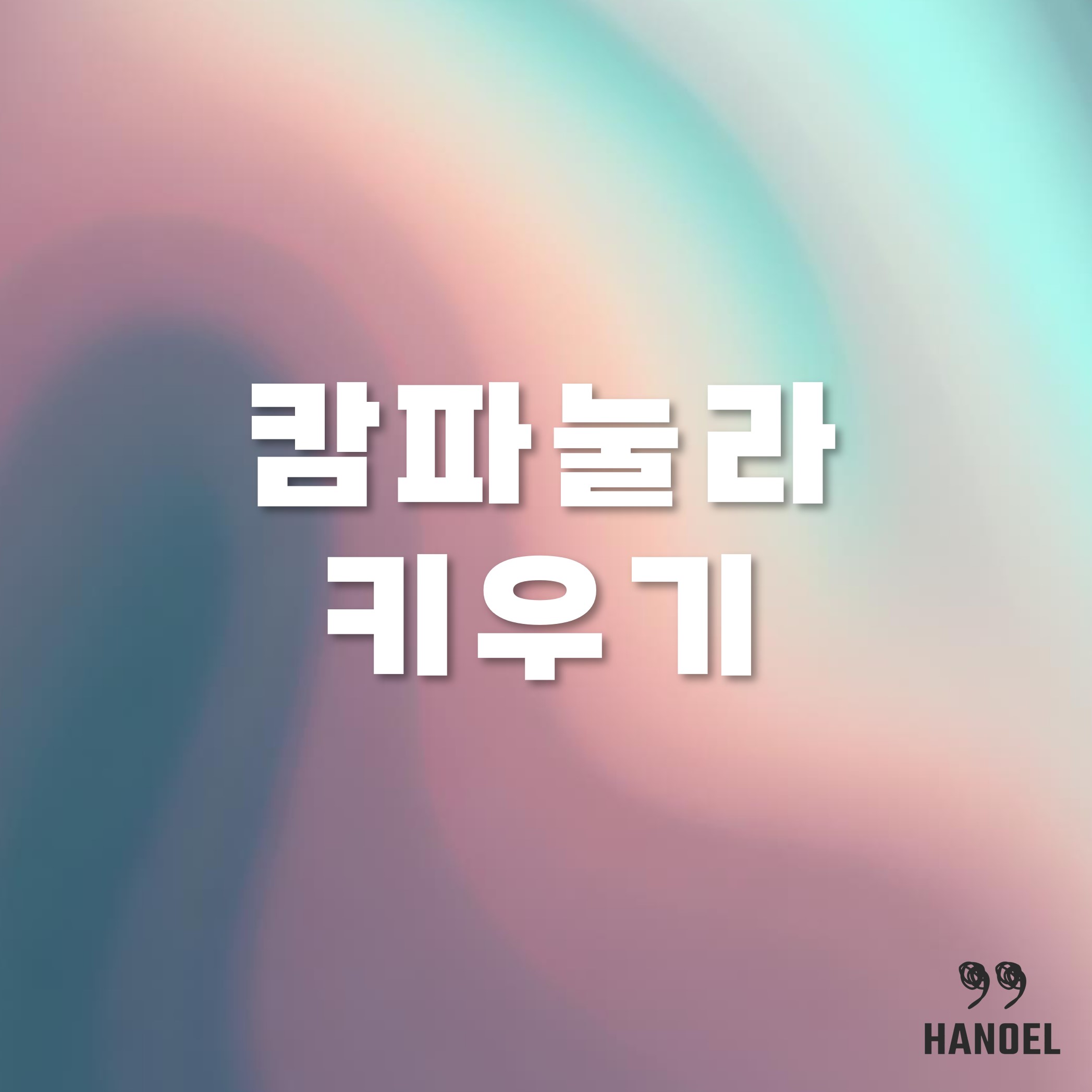 집에서 키우기 쉬운 화사한 캄파눌라 키우기