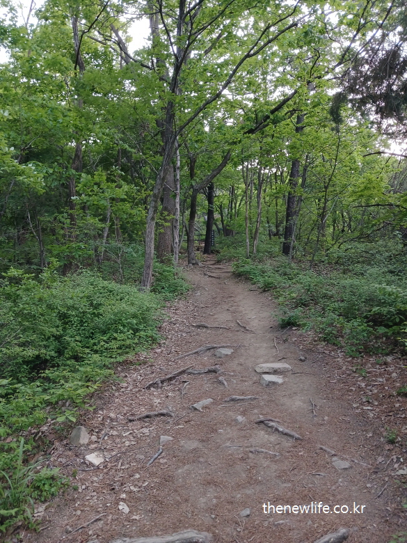 Dirt hiking trail at the beginning of Achasan, surrounded by forest-아차산 숲속에 펼쳐진 초기 등산로의 흙길