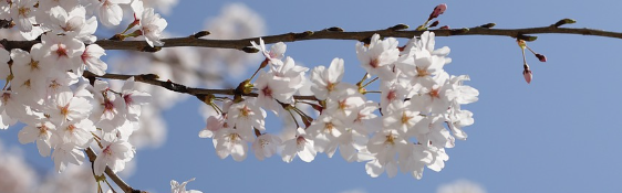 2025 진해 군항제 일정 및 벚꽃 축제