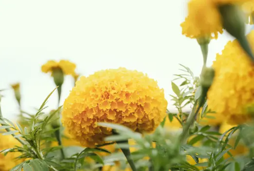 루테인 지아잔틴 많은 음식&amp;#44; 눈 건강에 좋은 음식