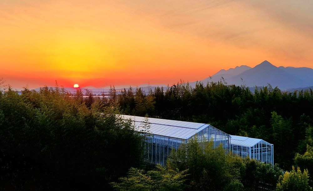 담양 한국대나무박물관 방문 꿀팁: 위치, 관람정보, 등나무꽃 포인트 총정리