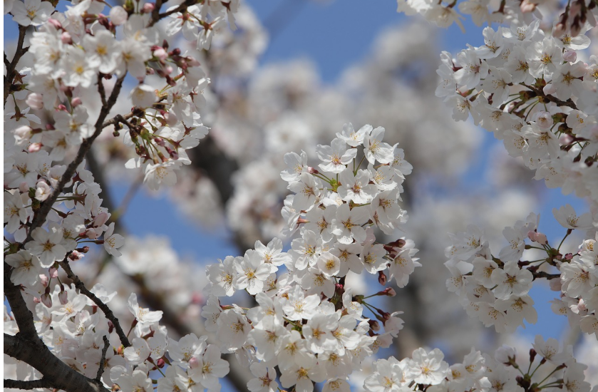 서울 벚꽃 명소(석촌호수)