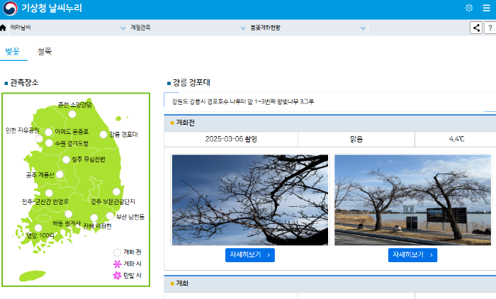 벚꽃 개화