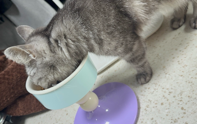 식기에 얼굴을 묻고 사료를 먹고 있는 회색 고양이 별찌의 모습