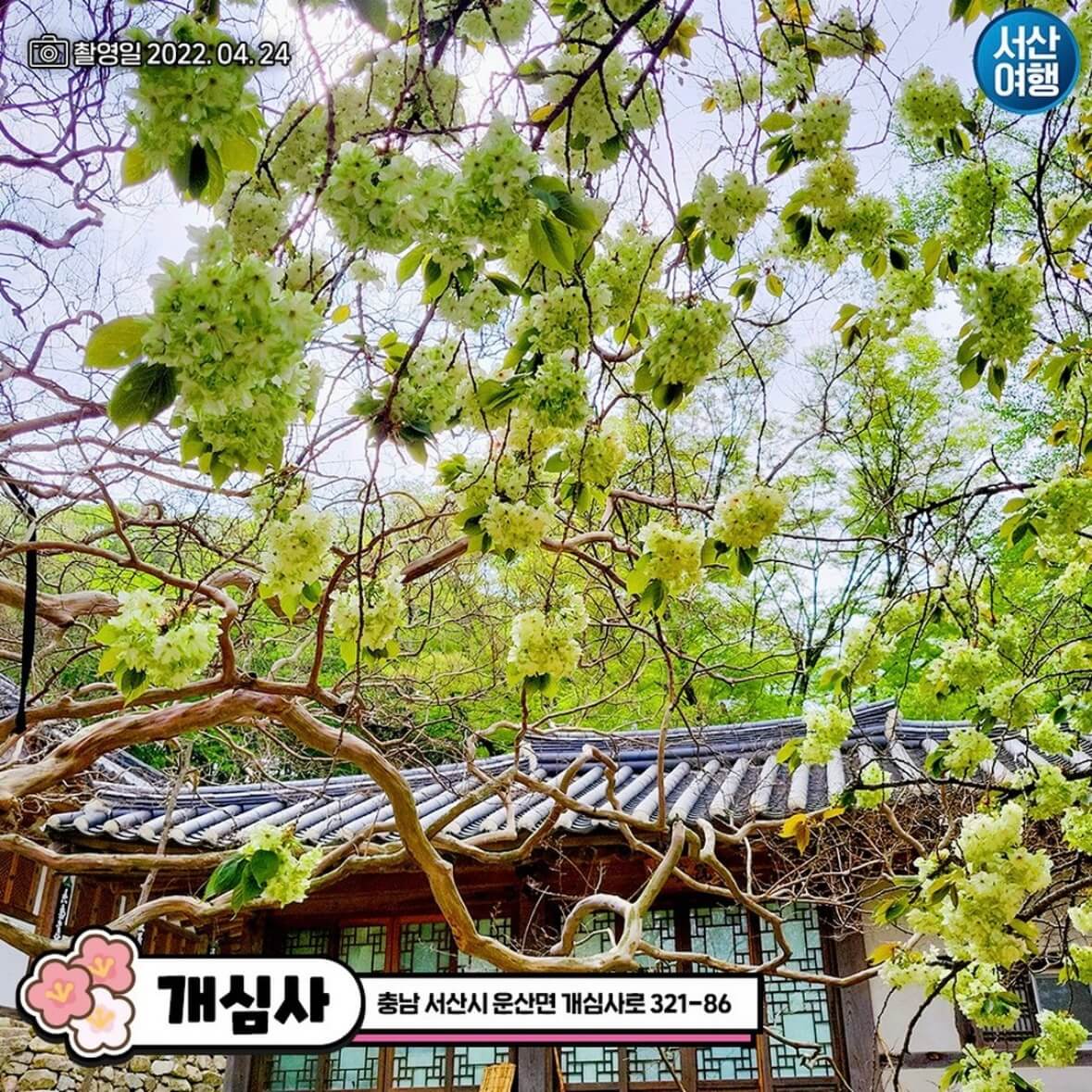 개심사 청벚꽃 개화시기