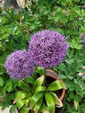 정원 화분에 심어 놓은 두상 꽃 차례의 보라색 알리움 꽃 두송이와 초록색 잎