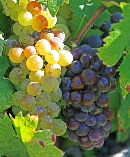 뮈스까 포도의 모습