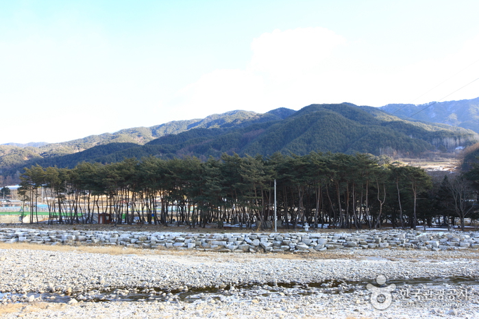 [경남 여행지 추천] 거창 가볼만한 곳 베스트 10 장풍숲