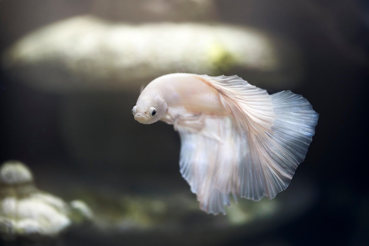 산천어축제