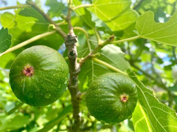 나무에 매달려있는 무화과 열매