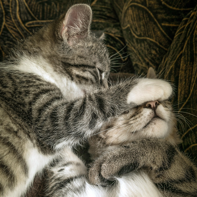 사이좋은 두 아기 고양이