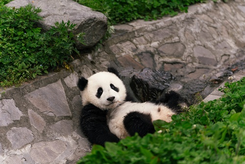 푸바오 반환 시기 이유, CITES 사이테스