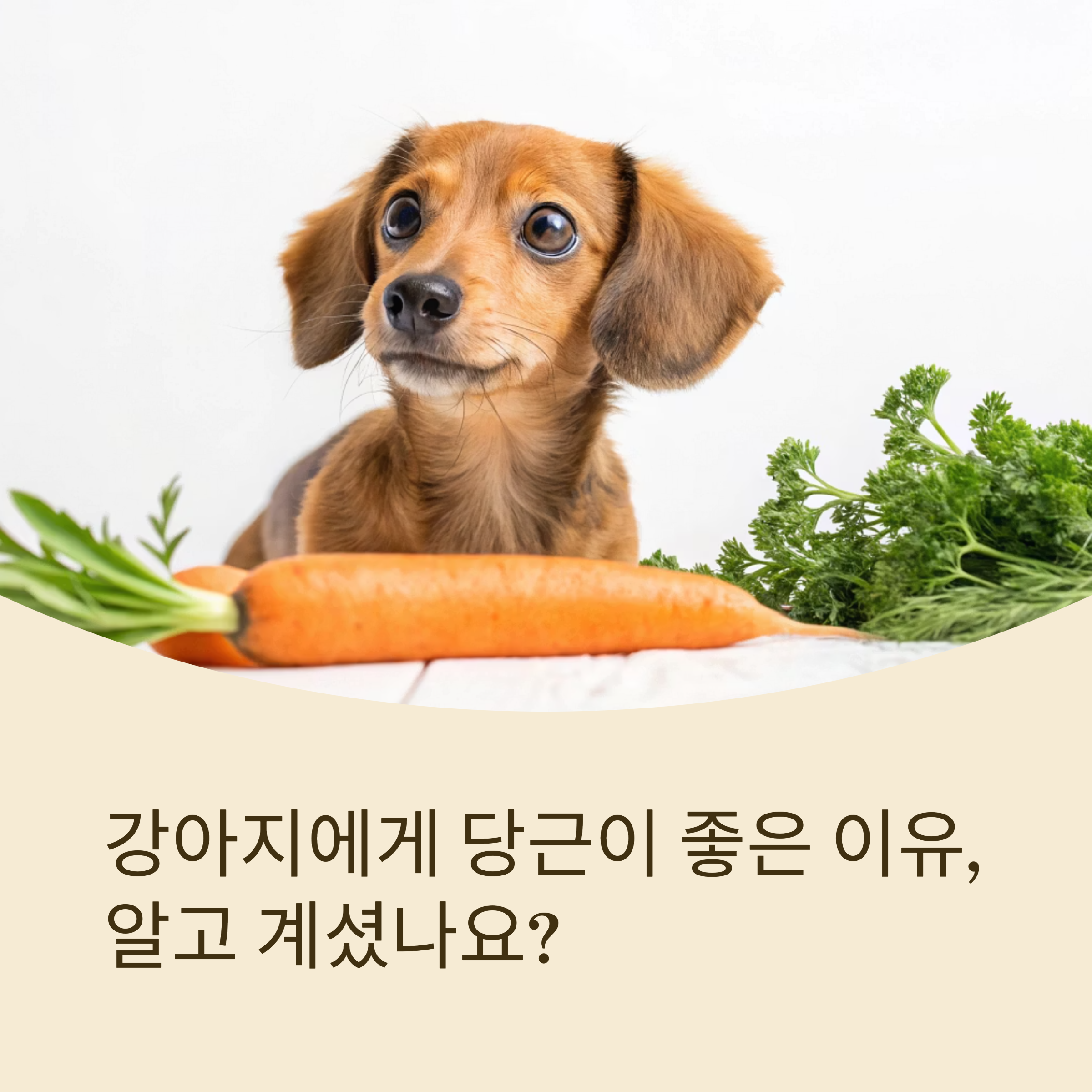 강아지에게 당근이 좋은 이유, 알고 계셨나요?