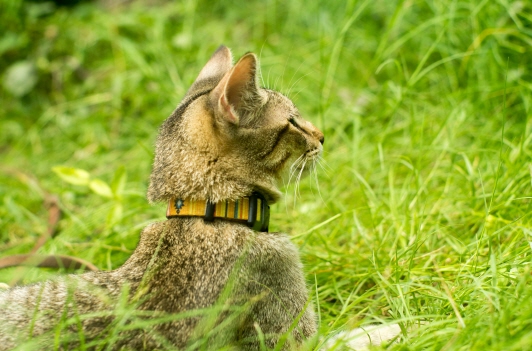 cat training