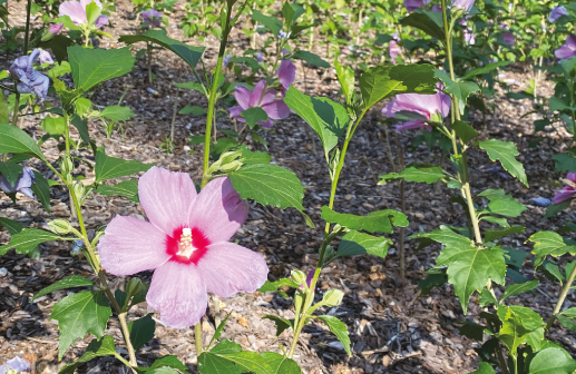 화담숲 예약, 모노레일 예약 (온라인 간편예약)
