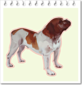 반려견.올드 잉글리시 불독(Olde English Bulldogge)