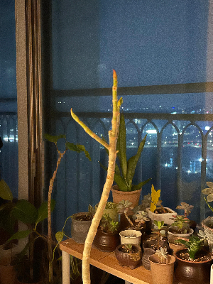 잎으로 보내는 신호 해석하기