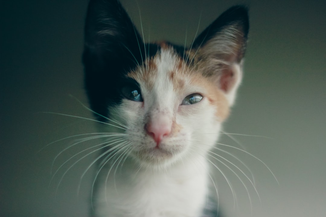 'Adoption'