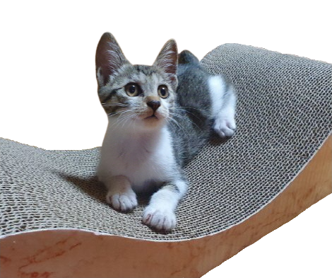 고양이-스크래쳐