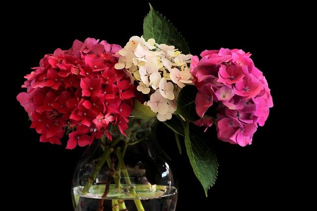 카멜리아힐 수국 축제