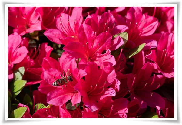 "철쭉" 봄을 수놓는 붉은 유혹, 당신이 몰랐던 화려한 비밀의 꽃!