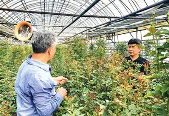 장미 재배 전정 시기 병해 예방 풍성한 개화_20