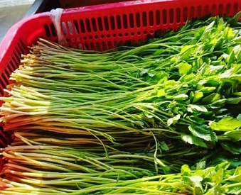 6시내고향-경북-청도-민가네-한재미나리