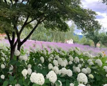 고성 라벤더 축제 하늬 라벤더 팜_6