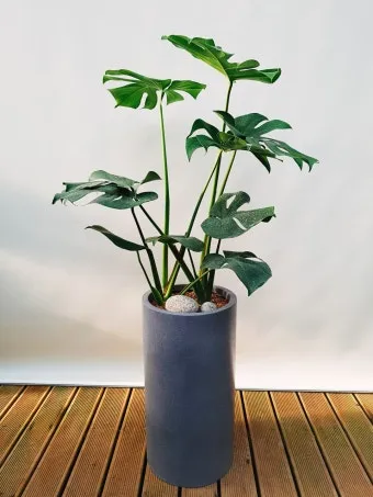 실내식물 물 주는 시간대 아침저녁차이 과습예방 통풍맞춰 관리_6